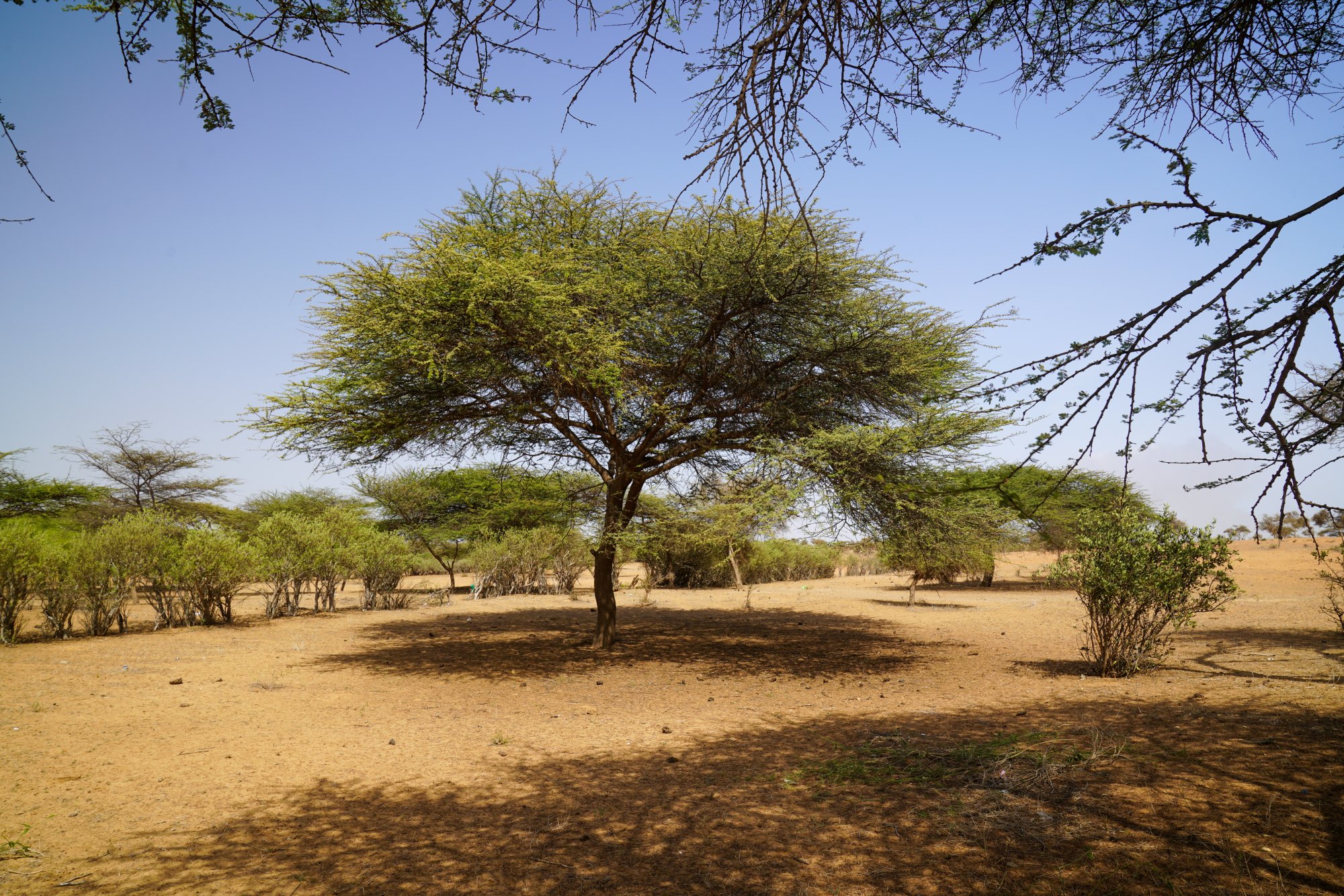 Senegal